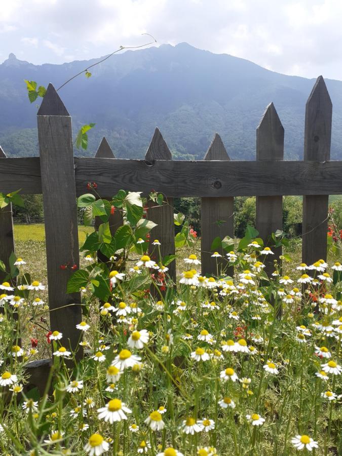 Coste Del Gaggio - Country House B&B - Garda Trentino 德利纳 外观 照片