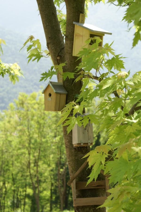 Coste Del Gaggio - Country House B&B - Garda Trentino 德利纳 外观 照片